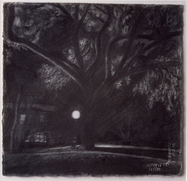 Study for Black Tree, 1986, graphite on paper, 7 ¼ x 7 ½ in., collection: Private