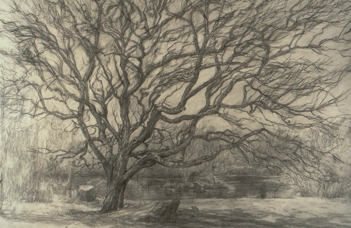 Tree and Pond, 1992, pencil, 22 x 30 in., collection: William F. Cornell
