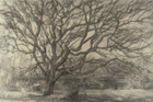 Tree and Pond, 1992, pencil, 22 x 30 in., collection: William F. Cornell