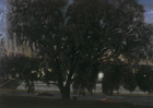 Tree in Mellon Park, 1996, oil on canvas, 55 x 77 in., collection: Meyer, Unkovic & Scott