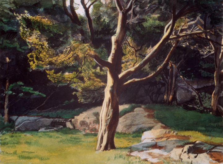 Juniper Tree – Late Afternoon, 2001, watercolor, 11 ¾ x 15 ¾ in.