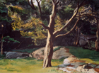 Juniper Tree – Late Afternoon, 2001, watercolor, 11 ¾ x 15 ¾ in.