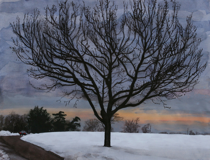 Sweetgum Tree, 2010, watercolor, gouache and colored pencil, 25 x 32 ½ in.