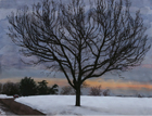 Sweetgum Tree, 2010, watercolor, gouache and colored pencil, 25 x 32 ½ in.